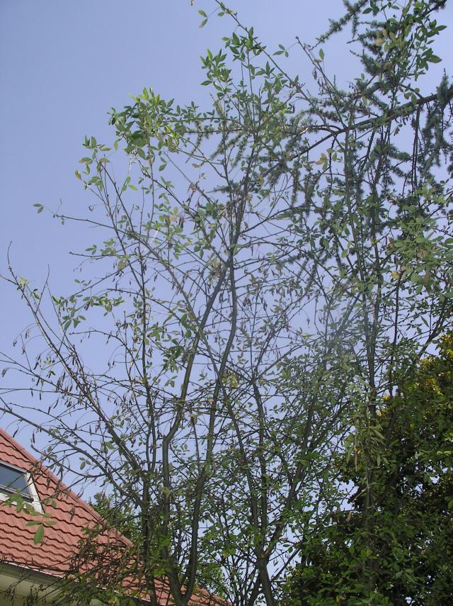 Déjà un petit air d'automne ... A-ut-2012-008-37b064a