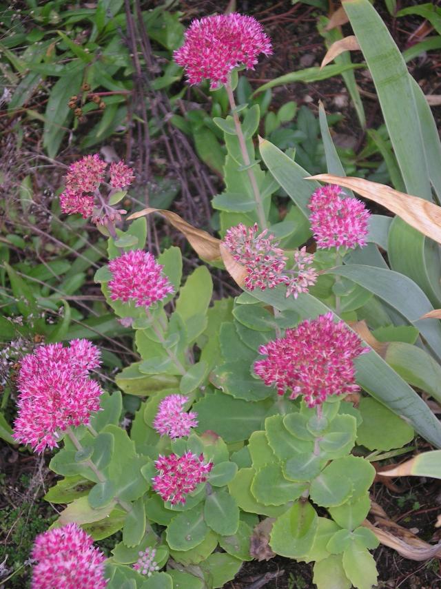2012 - Orpin, Sedum !!! - Page 3 Imgp6506-385e68b